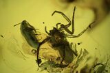 Detailed Fossil Flies, Spider And Beetle In Baltic Amber #90807-3